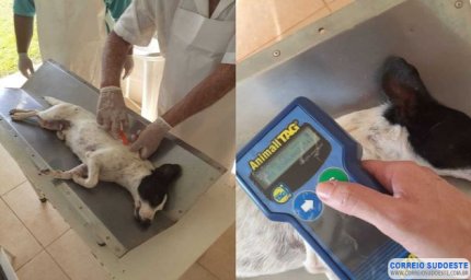 Estado começa a receber inscrições de municípios para o Programa Estadual de Microchipagem de cães e gatos