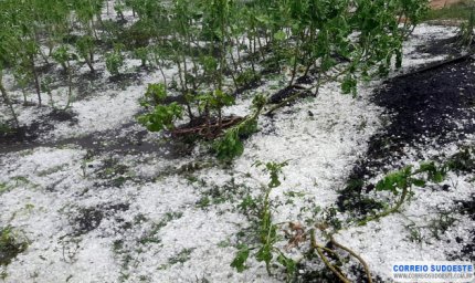 Produtores rurais atingidos pela chuva de granizo devem procurar ajuda técnica