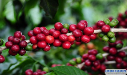 GOVERNO DE MINAS ANUNCIA REALIZAÇÃO DO CONCURSO DE QUALIDADE DE CAFÉ DE 2020