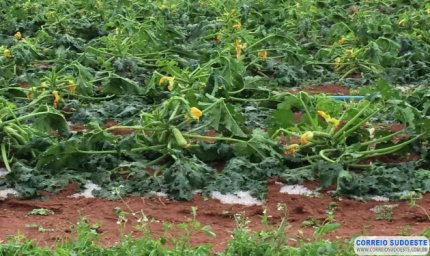 LEVANTAMENTO APONTA DANOS CAUSADOS POR CHUVA DE GRANIZO NO SUL DE MINAS GERAIS