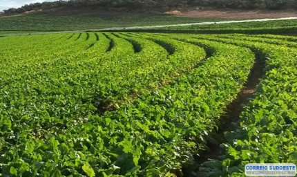 Ministra destaca compromisso dos produtores rurais e tranquiliza sobre abastecimento