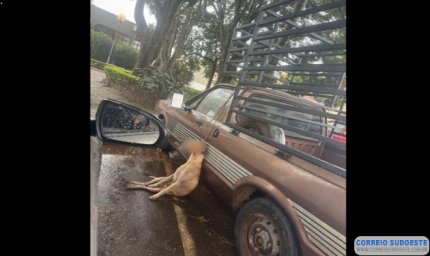 NOVA RESENDE: MPMG pede condenação de tutor por morte de cão preso em Caminhonete