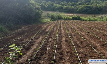 Investigações resultam na localização de plantações de maconha