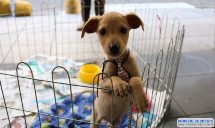 Comissão aprova projeto que leva condenados a prestarem serviços em abrigos de animais