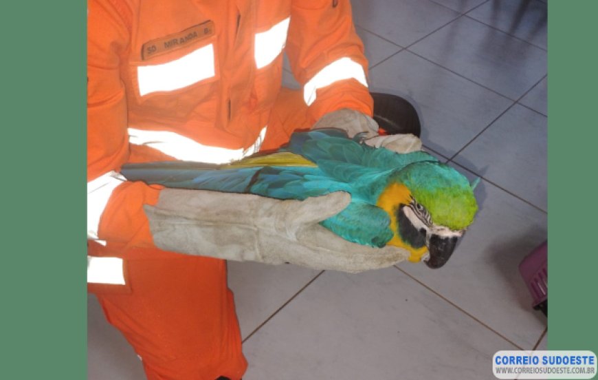 Arara-canindé é resgatada pelos Bombeiros de Guaxupé