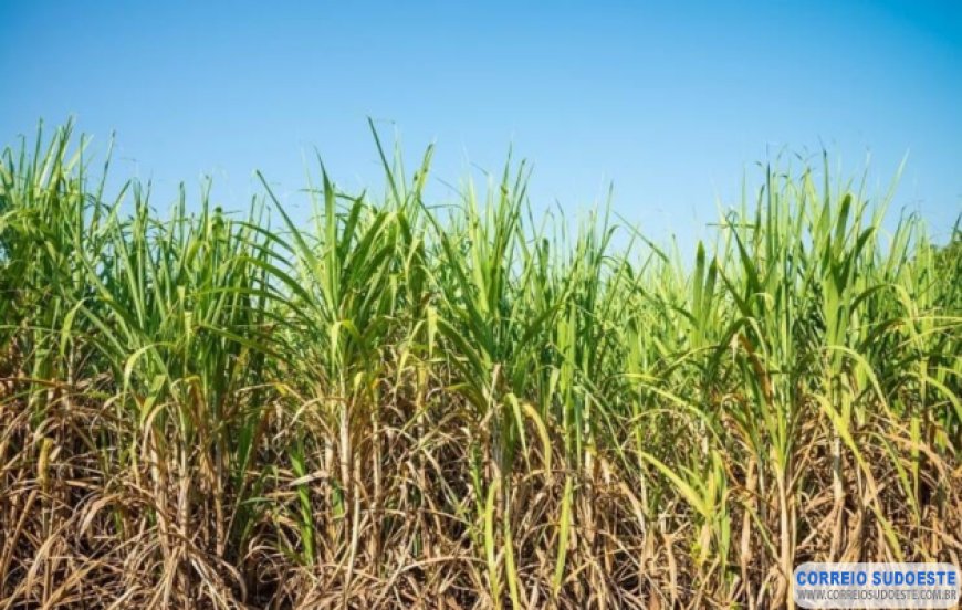 Nova onda de calor nas áreas de cana de açúcar