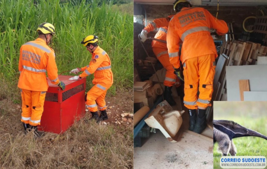 Bombeiros de Guaxupé resgatam tamanduá-bandeira