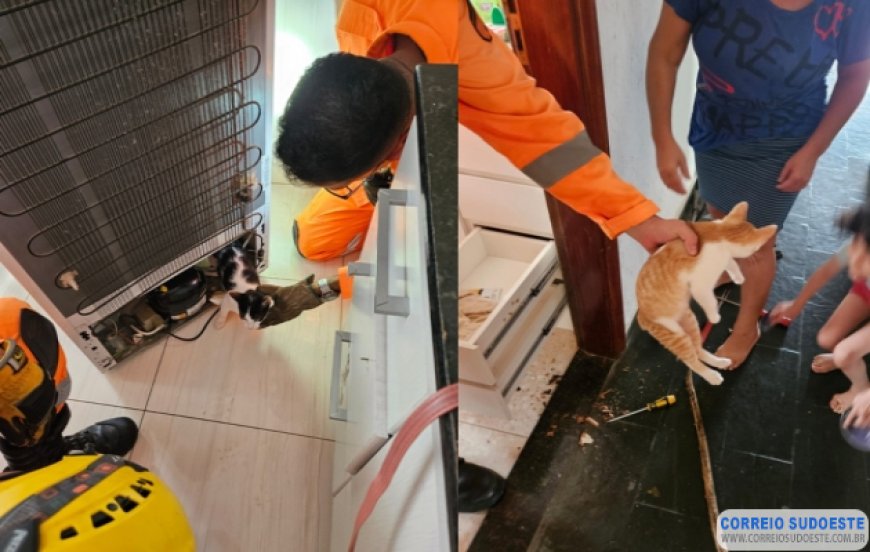 Bombeiros de Andradas realizam salvamentos de gatos