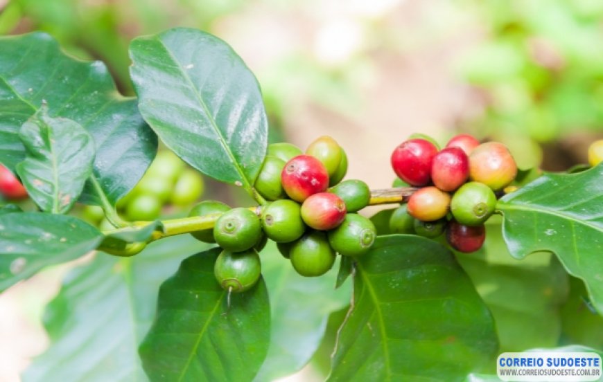 Meliantes furtam cafés ainda no pé, mais um problema para os produtores