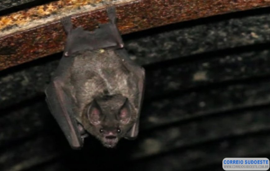 Em Minas Gerais, morcego com vírus da raiva é encontrado em apartamento