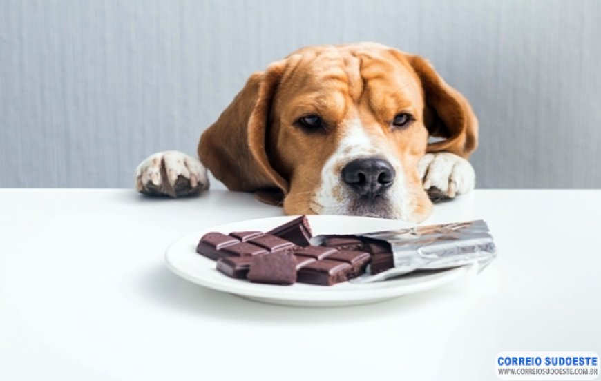 Veterinário alerta sobre os cuidados com a intoxicação por chocolate