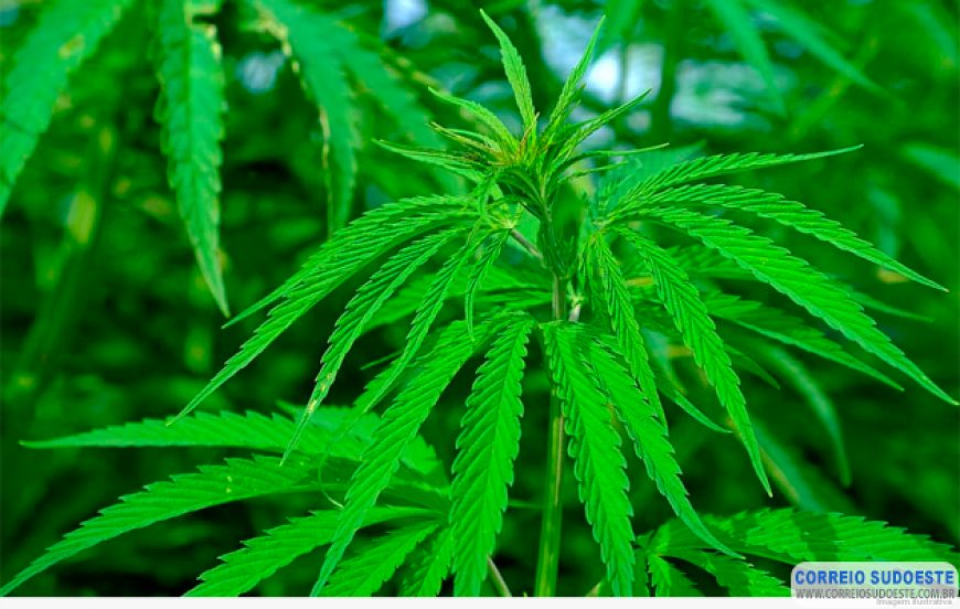 TJMG autoriza plantio de maconha para fins medicinais