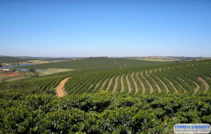 Produção dos Cafés do Brasil da espécie arábica corresponde a 46% da mundial