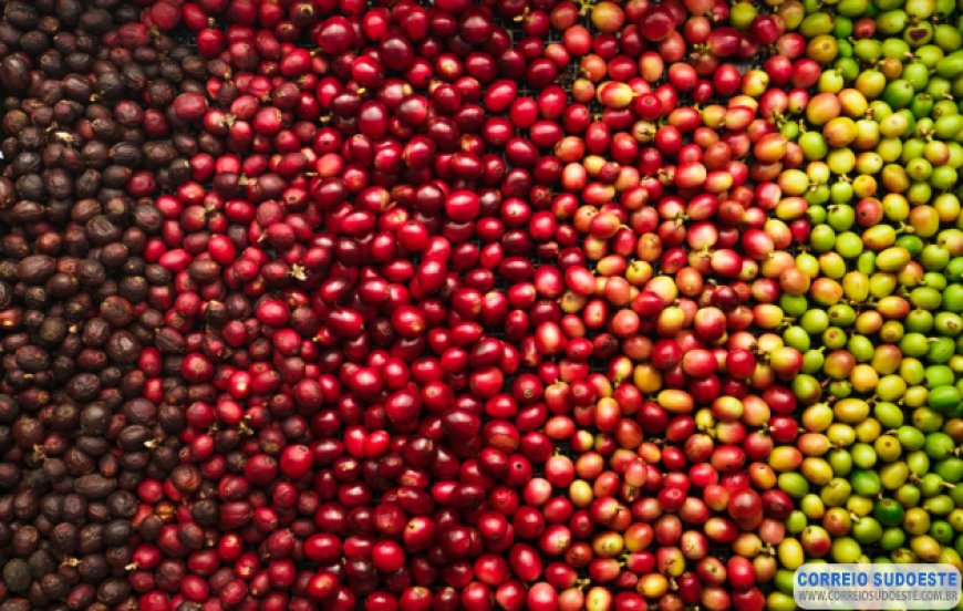 Café arábica registra alta nesta quarta-feira (27)