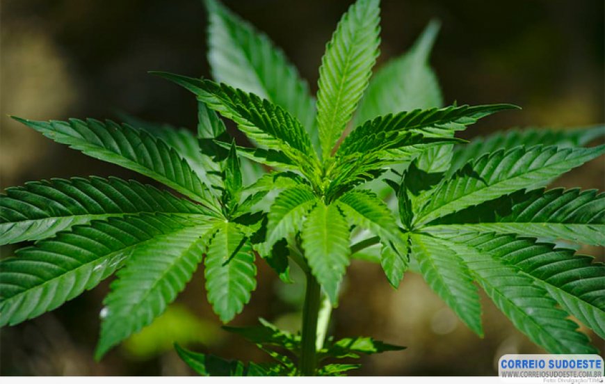 CONDENADO RAPAZ QUE VENDIA SUBSTÂNCIAS DERIVADAS DA MACONHA
