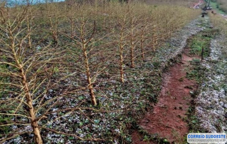 Emater-MG inicia novo levantamento de lavouras atingidas por chuvas de granizo