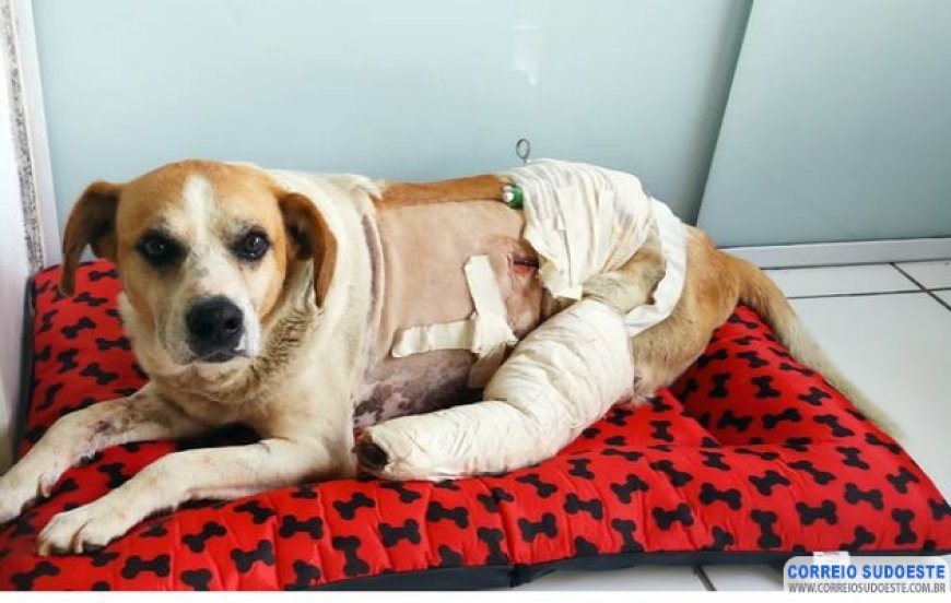 Cachorro leva tiros de morador em Muzambinho