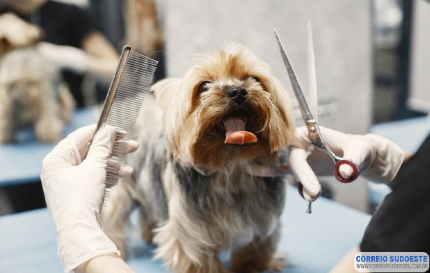 Síndrome do Banho e Tosa acende alerta para riscos emocionais em pets e vira tema de estudo
