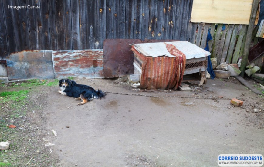 Manter animais frequentemente acorrentados configura maus-tratos em Minas Gerais