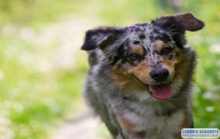 Cães adultos devem ser vermifugados a cada três meses