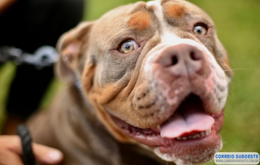 Está proibida a procriação e a entrada de cães da raça pit bull em Minas Gerais