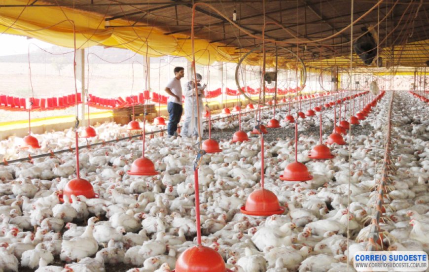 Minas não registra gripe aviária, mas alerta população para evitar ocorrência