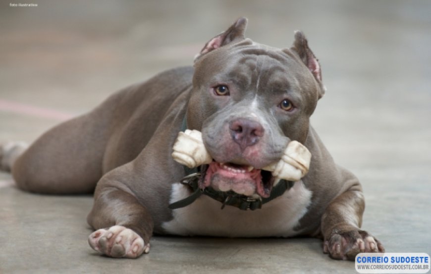 Ataque de Pit Bull resulta na morte de cachorro em Nova Resende
