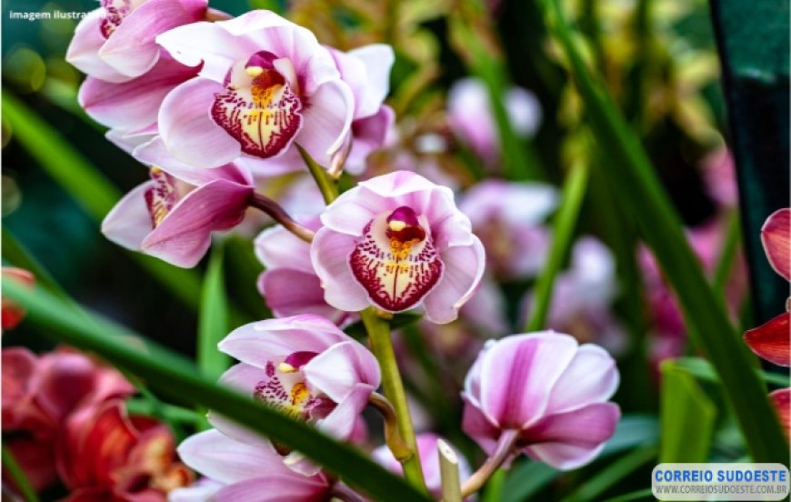 Começa hoje a tradicional Exposição de Orquídeas de Guaxupé