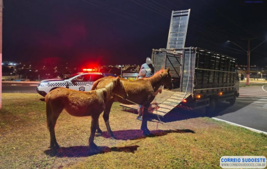 Cavalos soltos são recolhidos pela Guarda Civil Municipal em Guaxupé