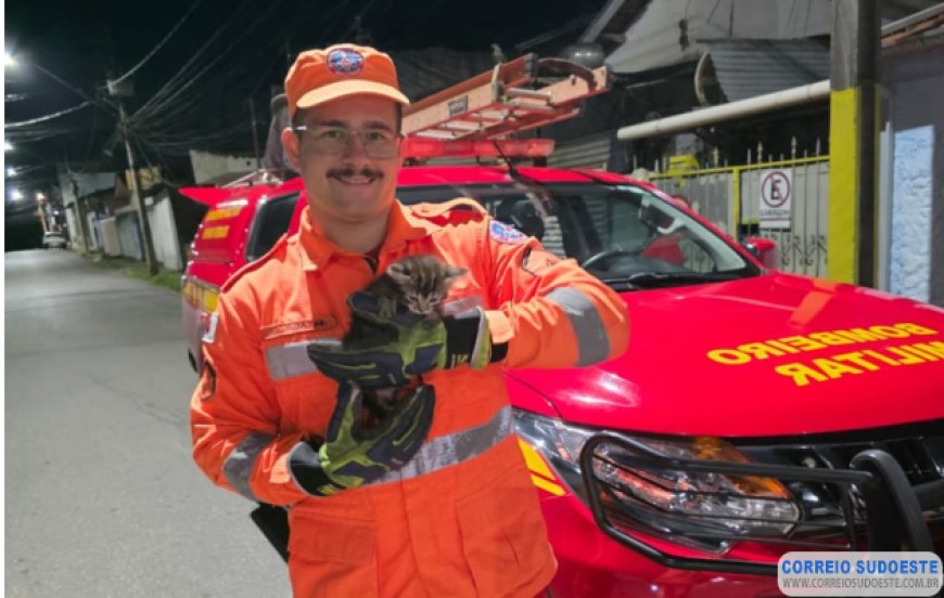 Bombeiros usam ‘miado’ de gato para salvar filhote em bueiro