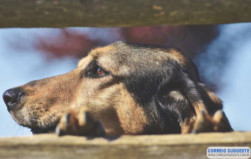 7 DICAS PARA UM FINAL DE ANO SAUDÁVEL AO LADO DO PET
