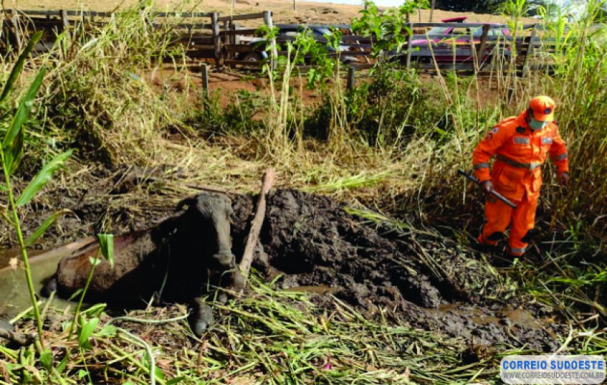VACA É RESGATADA POR BOMBEIROS