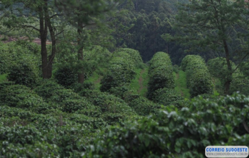 7º Fórum Café e Clima da Cooxupé analisa safras 2025 e 2026