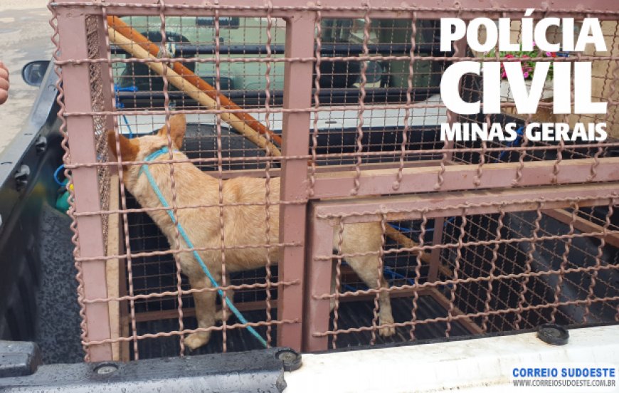 MULHER É PRESA EM GUAXUPÉ POR ABANDONO E MAUS-TRATOS A CACHORRO