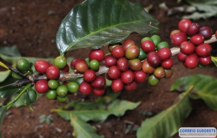 Emater dá início ao Circuito Mineiro da Cafeicultura 2023