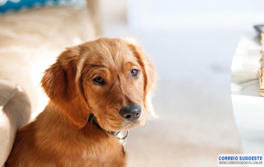 Estudo revela que cães obesos vivem dois anos a menos do que cães saudáveis