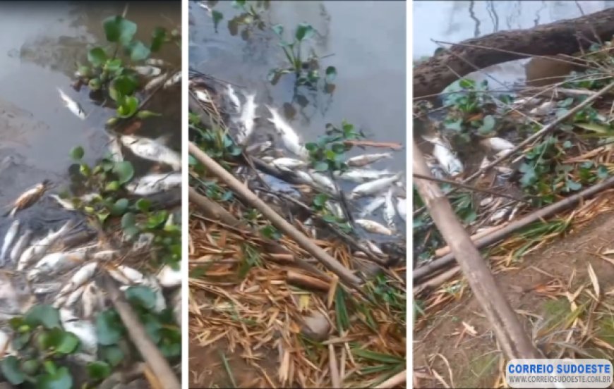 Peixes aparecem mortos em Cachoeira de Minas