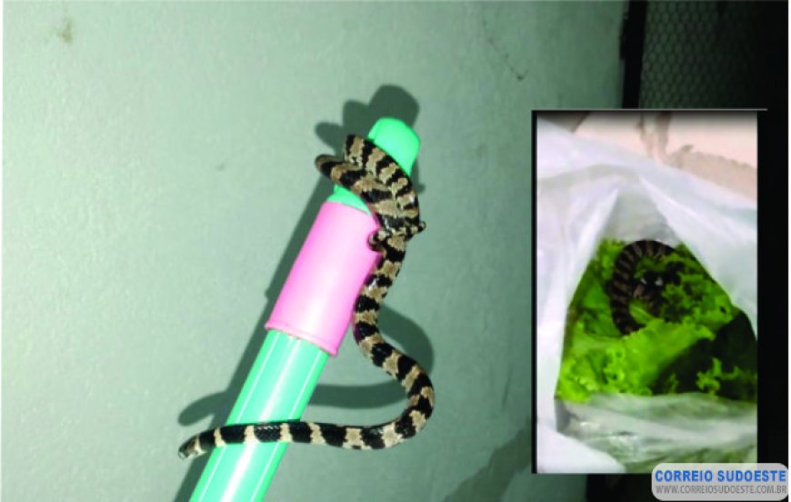 COBRA ENCONTRADA EM VERDURA NÃO OFERECE RISCO