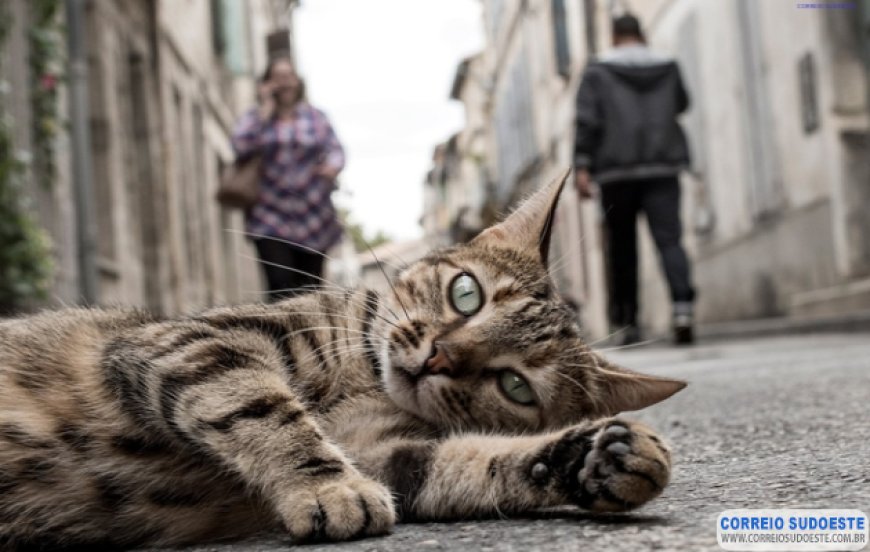 Homem é condenado por atropelar e matar gato em Guaranésia