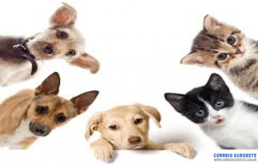 PETS NA QUARENTENA: SAIBA COMO MANTÊ-LOS ATIVOS E SAUDÁVEIS SEM DESCUMPRIR AS REGRAS DE AFASTAMENTO SOCIAL