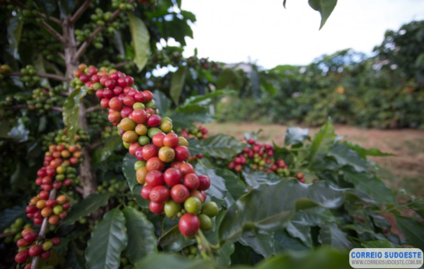 CAFÉ REGISTRA ALTA NESTA TERÇA