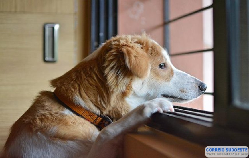Cães sofrem ao ficarem sozinhos com retorno às atividades presenciais dos donos