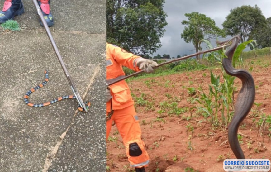 Bombeiros resgatam cobras em Guaxupé