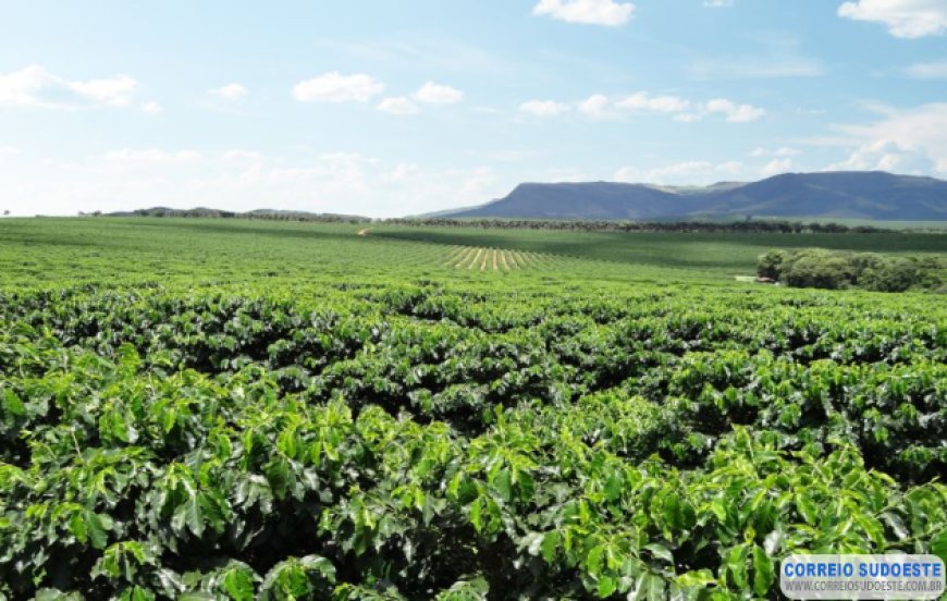 Associação dos Cafeicultores do Sudoeste de Minas e Sebrae lançam marca território para valorizar a origem produtora