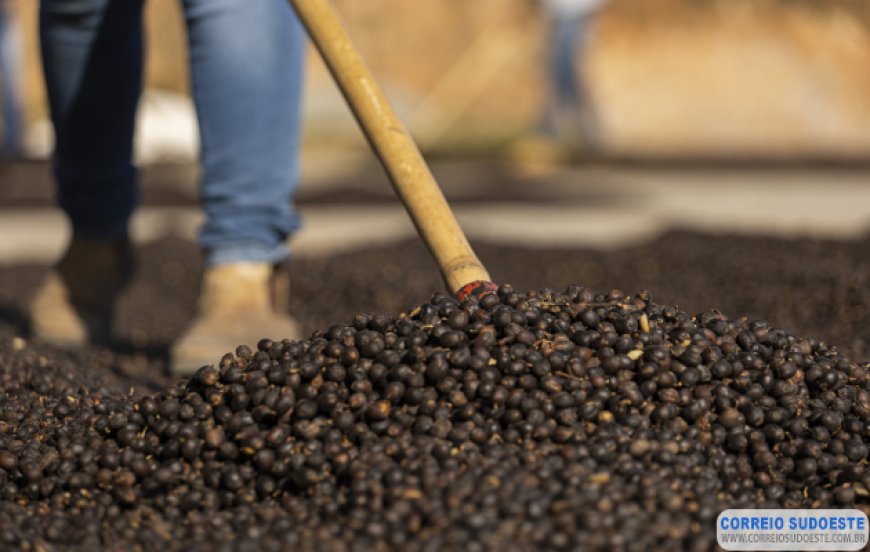 Preço do café arábica registra forte alta nesta terça-feira (12)