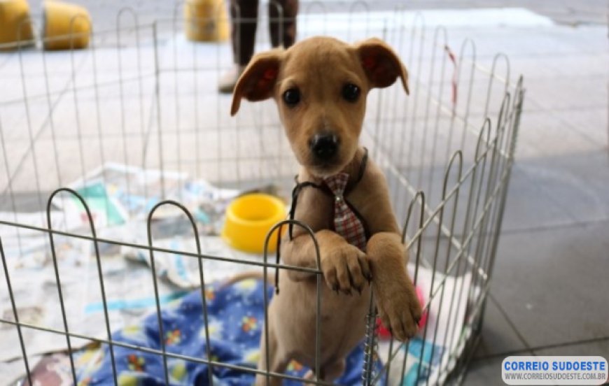 Se aprovada, Lei vai proteger animais atingidos por acidentes ou desastres