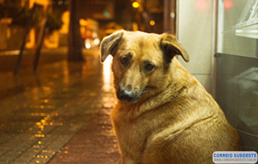 Advogado impetra habeas corpus para cachorro “apreendido”