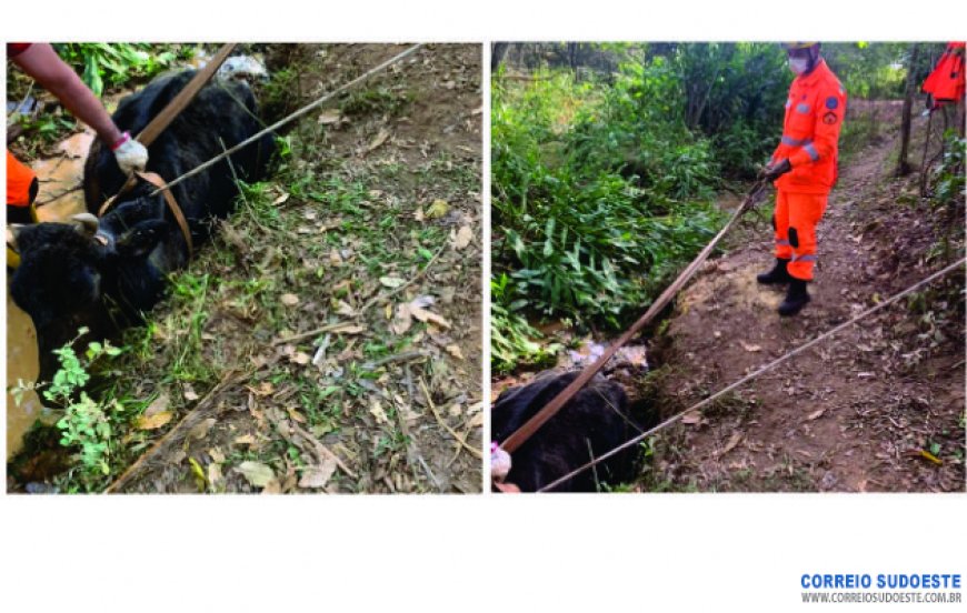 VACA ATOLADA É SALVA POR BOMBEIROS