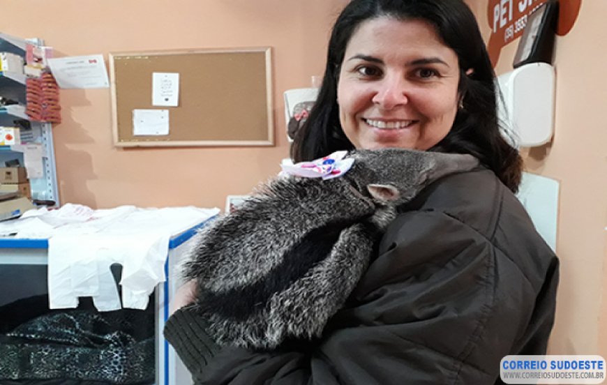 Cresce cada vez mais o número de animais silvestres em área urbana
