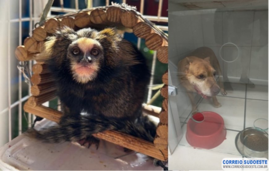 De cães a corujas, EPR salva mais de 170 animais em rodovias de Minas